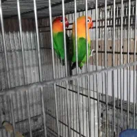 کتوله باتخم