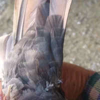 تعدادی کبوتر رنگی|پرنده|صدرا-فارس, فاز ۱|دیوار