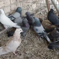 کبوتر اصفهانی|پرنده|خمینیشهر, |دیوار