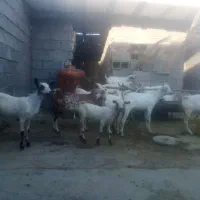 کهره ی  سومال خشگل داشتی