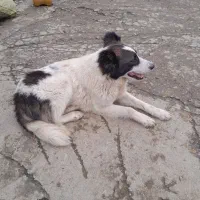 واگذاری سگ چوپانی وشکاری