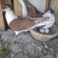 کبوتر پلاس والمانی