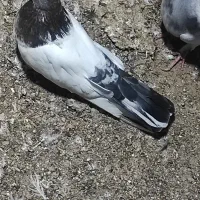 کبوتر|پرنده|فین, |دیوار