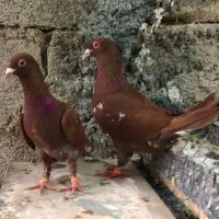 کبوتر جفت میلیمنز