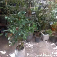 گلهای زیبا وسرحال|گل و گیاه طبیعی|تهران, آذری|دیوار