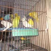 مرغ عشق و عروس