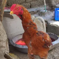 فروش خروس|حیوانات مزرعه|میناب, |دیوار