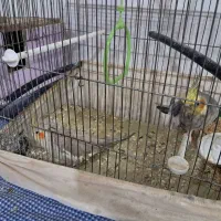 عروس هلندی|پرنده|قیدار, |دیوار