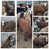 بره نر چاق برا شب یلدا