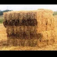 کاه جو و گندم