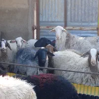 میش و بره و بز پاکستانی|حیوانات مزرعه|کهریزک, |دیوار