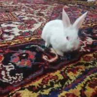 خرگوش