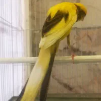 قناری رسمی بلند|پرنده|ری, اقدسیه|دیوار