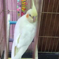 جوجه عروس هلندی کینگ سایز