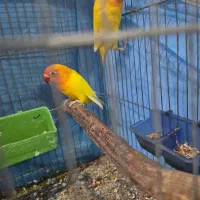 طوطی برزیلی فیشر طلایی|پرنده|اهواز, کیانپارس |دیوار