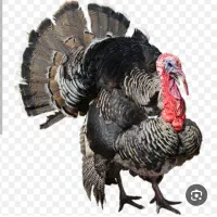 بوقلمون نر برنز کلی و جزئی