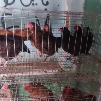 قفس مرغ تخمگذار