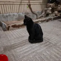 واگذاری گربه|گربه|اصفهان, ملکشهر|دیوار