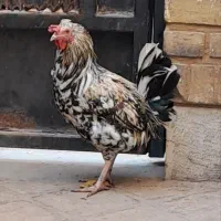 خروس گلین لری تازه بالغ