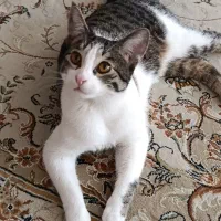 واگذاری گربه