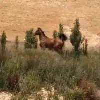 کره اسب مادیان درهشور