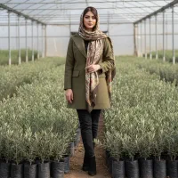 جشنواره فروش نهال زیتون همه ارقام لیبل رسمی