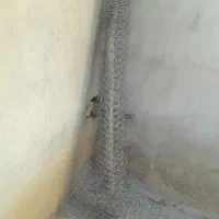 تور مرغی سالم