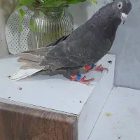 کفتر|پرنده|گرگان, |دیوار