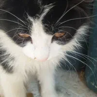 بچه گربه