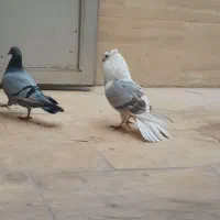 کبوتر نر و کبوتر ماده تکی و جفتی میدون ارمان