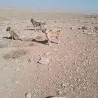 فروش سگ گله|سگ|پیشخور, |دیوار