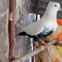 کبوتر
