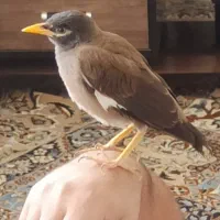 مرغ مینا (4 ماهه)
