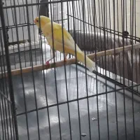 قناری ماده|پرنده|اردبیل, |دیوار