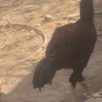 دو تا جوجه خروس اصلا وسالم وچابهاری|حیوانات مزرعه|میناب, |دیوار