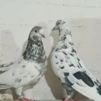 کبوتر پرشی|پرنده|تهران, کیانشهر|دیوار