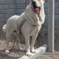 واگزاری‌سگ‌نگهبان|سگ|صومای برادوست, |دیوار