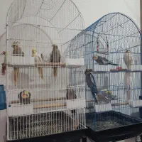 فروش ۲ عد طوطی عروس زرد خالخالیو سینامون تکی نمیدم|پرنده|نور, |دیوار