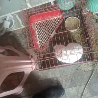 خرگوش. ازمایشگاهی.معاوضه با مرغ عشق یا طوطی.|موش و خرگوش|تبریز, |دیوار