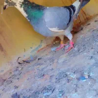 آلمانی|پرنده|بسطام, |دیوار