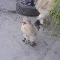 خروس