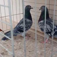 کبوتر فروشی|پرنده|یزد, |دیوار