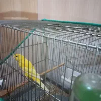 دو عدد قناری نر ویک ماده بفروش می رسد|پرنده|بیجار, |دیوار