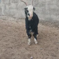 بز آبستن سنگین