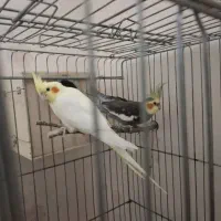 جفت عروس با جوجه