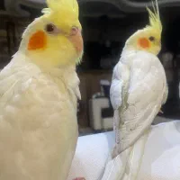 جوجه عروس هلندی|پرنده|شیراز, صنایع الکترونیک|دیوار