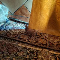 کبوتر|پرنده|خرمشهر, |دیوار