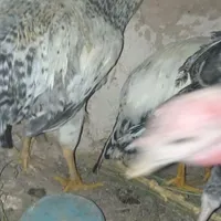 مرغ وخر وس