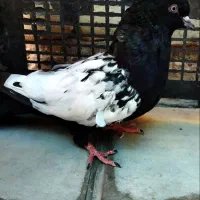 سینه نر|پرنده|داراب, |دیوار