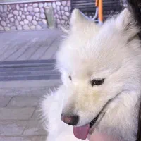 واگذاری نژاد های مختلف سگ|سگ|تهران, امانیه|دیوار